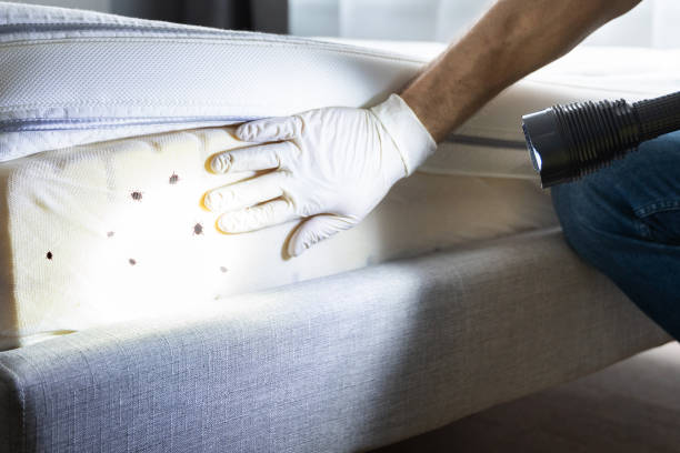 Best Cockroach Control Services  in Hereford, TX
